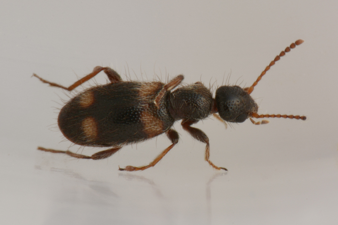 Anthicidae: Hirticomus quadriguttatus!